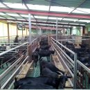 푸른흑염소농장 이미지