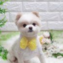 휴 애견미용 네이버블로그