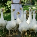 시크헤어 이미지