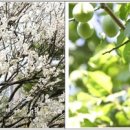 푸드정원 이미지