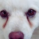 북광주동물약국 이미지