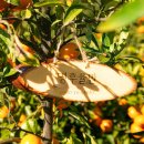 드랑드랑 이미지