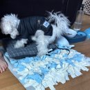 펫 파라다이스(pet paradise) | 일본 도쿄 시부야 애견샵 Pet Paradise 강아지 옷 구매후기 (비싸지만 귀여운거 천지)