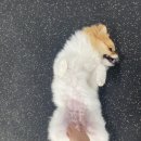 댕댕놀이터 아라점 이미지