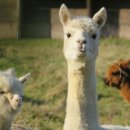 수호목장 이미지