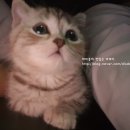 더개 이미지