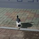 요거프레소 증평점 | 물고기 얘기는 하지 말랬어요