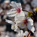 경화역 공원 2 이미지