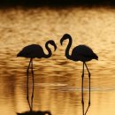 플라밍고 이미지