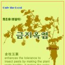 증산고령토 Daum카페