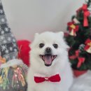 아모르 댕 이미지