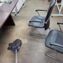 늘푸른청소