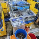 농수산물시장 | 2025 가을 제철 대하 꽃게 전어, 수원 농수산물시장 후기(시세,주차)