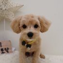 개들의 집 펫살롱 이미지