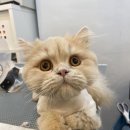 당당이네
