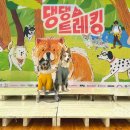 댕댕트레킹 13K 6K 비오는날 후기