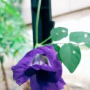 나비콩(butterfly pea) 이미지