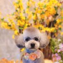 반짝반짝내작은개 이미지