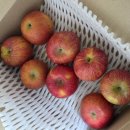 올바른 농원 | 정담아농원 꿀사과선물용 사과 2kg 택배 후기, 사과오래보관하는법 및 껍질세척 방법