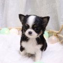 호야펫 구리점 이미지