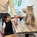 호수로 간 고양이 이미지
