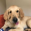 (주)산강아지 이미지