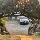 행복한강아지와고양이 | 청주 테라스카페 에이프릴카페 강아지와 함께 다녀온 후기