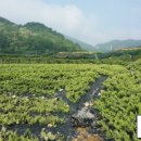 선화농장 이미지