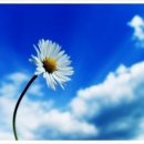 웁스(OOPS) 이미지