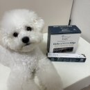 피피도그 이미지