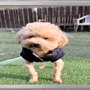 안녕, 댕댕이 이미지