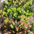 에덴꽃화원 이미지