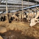 고은목장 이미지