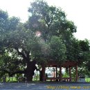 수완동 왕버들 이미지