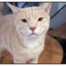 마징가PC 이미지