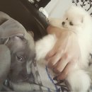 세형 손♡ 이미지