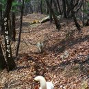 강화애견훈련학교 이미지