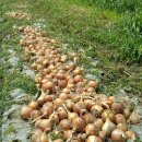 큰밭농원 이미지