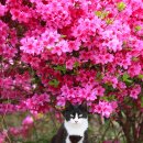 꽃냥이네 이미지