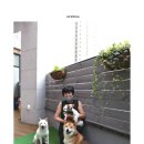 달달하개 이미지