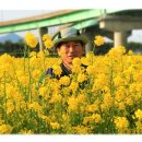 유채꽃향기처럼 이미지