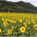 난정리(해바라기정원) 이미지