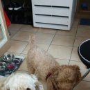 멍멍회관 이미지