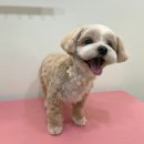 오늘도, 멍멍 이미지