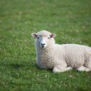 투데이목장 이미지