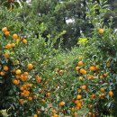 서광리-25 이미지