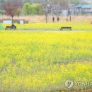 금호강하중도 이미지