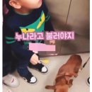 강아지 이모 이미지