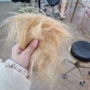 더블유헤어갤러리 | [금발일기] 흑갈색 후 백금발 후기, 탈색모 관리법 / 금발 머릿결 관리, 뿌리탈색 주기 / 에센스, 샴푸...