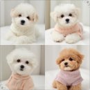 버디독 고양이분양 강아지분양 안심분양센터 인천점 | 강아지분양, 생명을 소중히 여기는 진심이 느껴진 곳! 버디독 고양이분양 강아지분양 안심분양센터 인천점